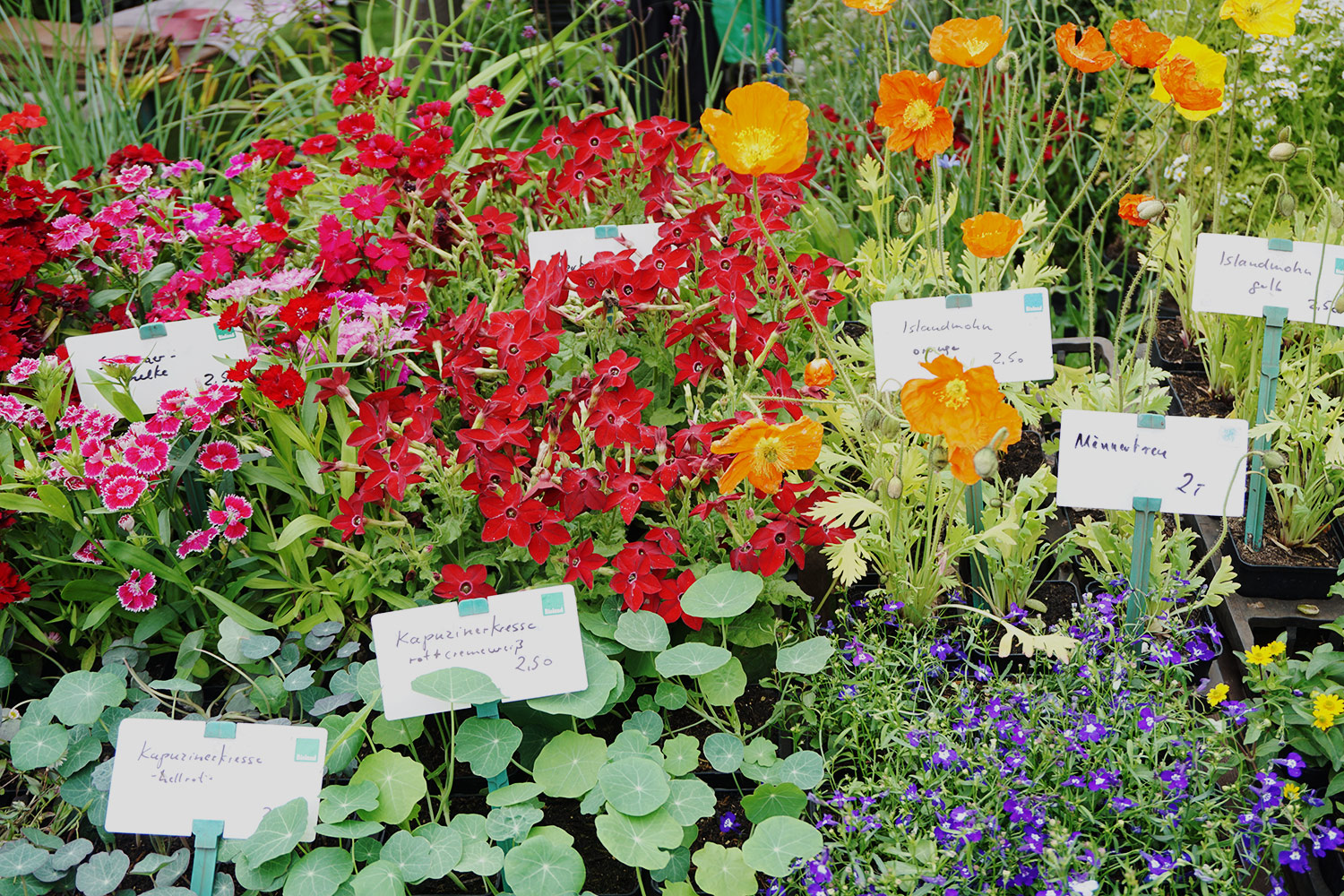 Gasthof-Dahms-Sommerfrische-2016-Blumen